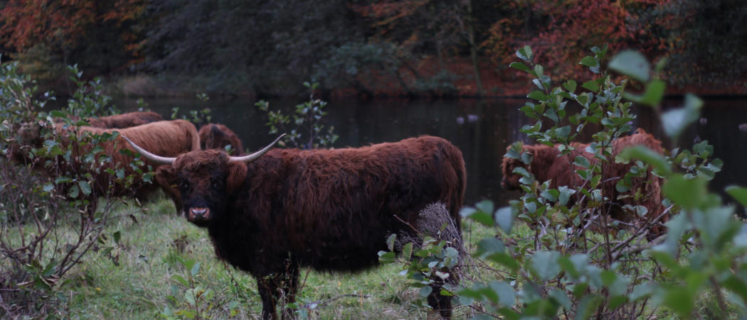 Het Amsterdamse Bos