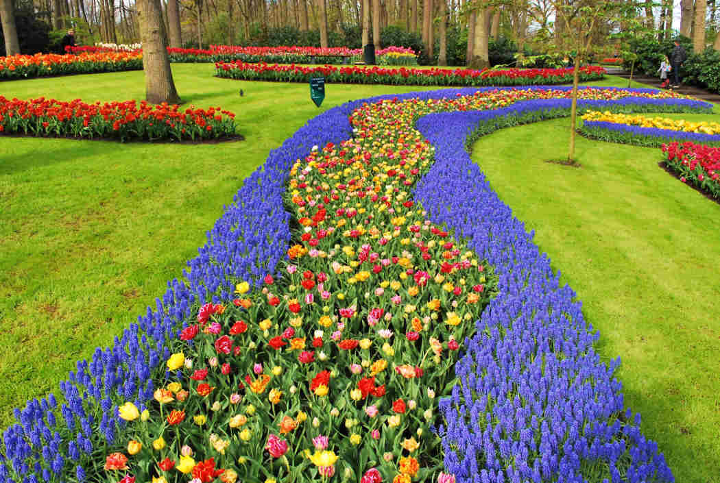 Keukenhof Gardens to See Tulips and Flowers