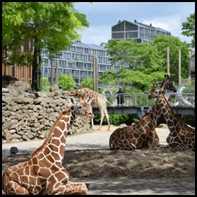 8: Artis Zoo